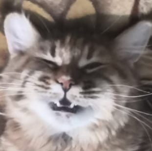 Подчинись, жалкий человечишка