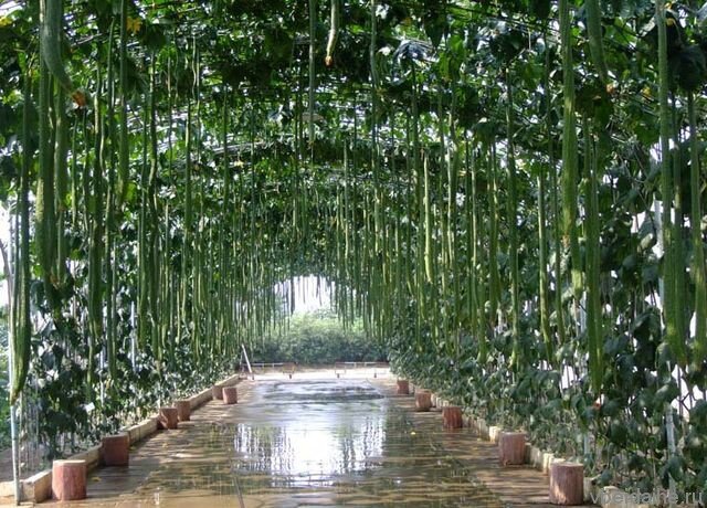 Фото с сайта - http://vbeidaihe.ru/ekskursii-i-dostoprimechatelnosti/botanicheskiy-sad  Аллея из растений Люфа. Из плодов люфа (необычная тыква - Люфа обладает лекарственными свойствами, кроме того она очень питательна. В ней содержится много белков, углеводов, витаминов, минералов, кальция, фосфора и других полезных веществ)