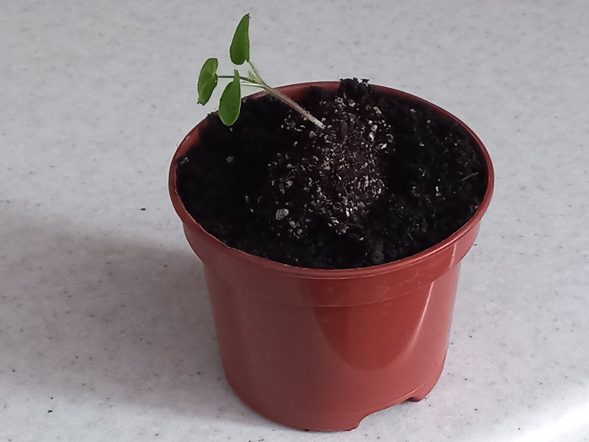 ������� ���������  - �������� ��� �� ������� �� ����������.