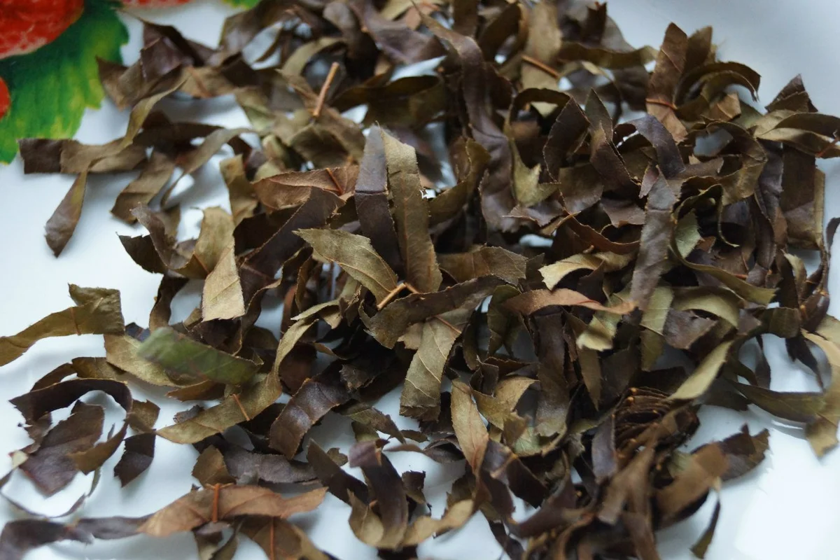 Как приготовить чай из листьев. Чайные листья сушеные. Чай из листьев. Чай из листьев дерева. Ирга сушеная.