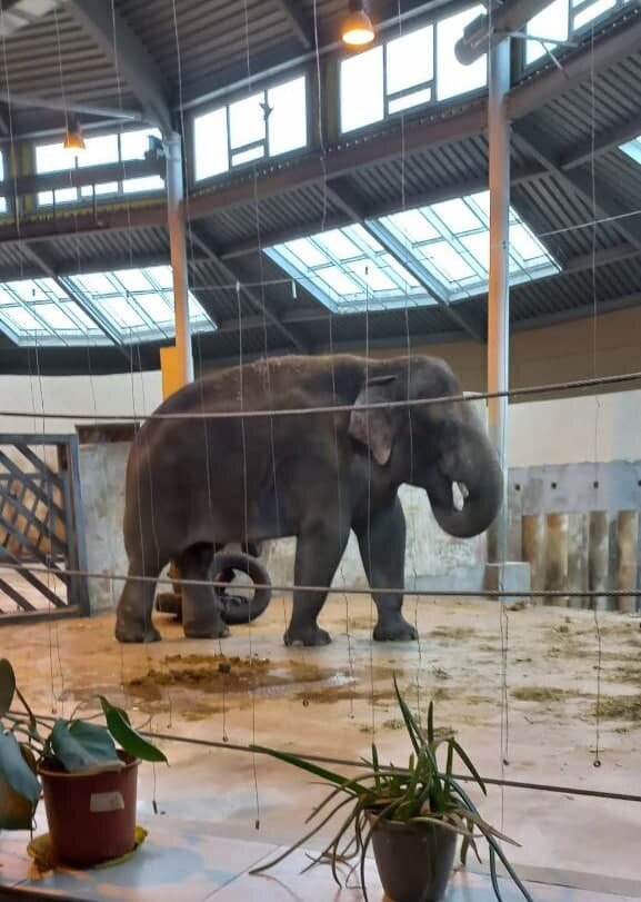 Такую громадину я вижу впервые. Африканский слон