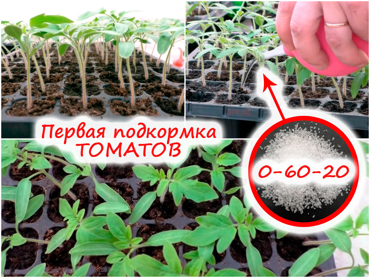 Подкормка томатов после пикировки. Первая подкормка рассады томатов. Подкормка для рассады помидор. Подкармливание рассады томатов. Формирование рассады томатов.