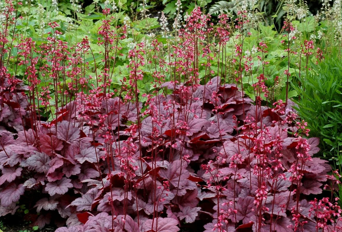 Многолетние растения с красными листьями для сада фото и названия