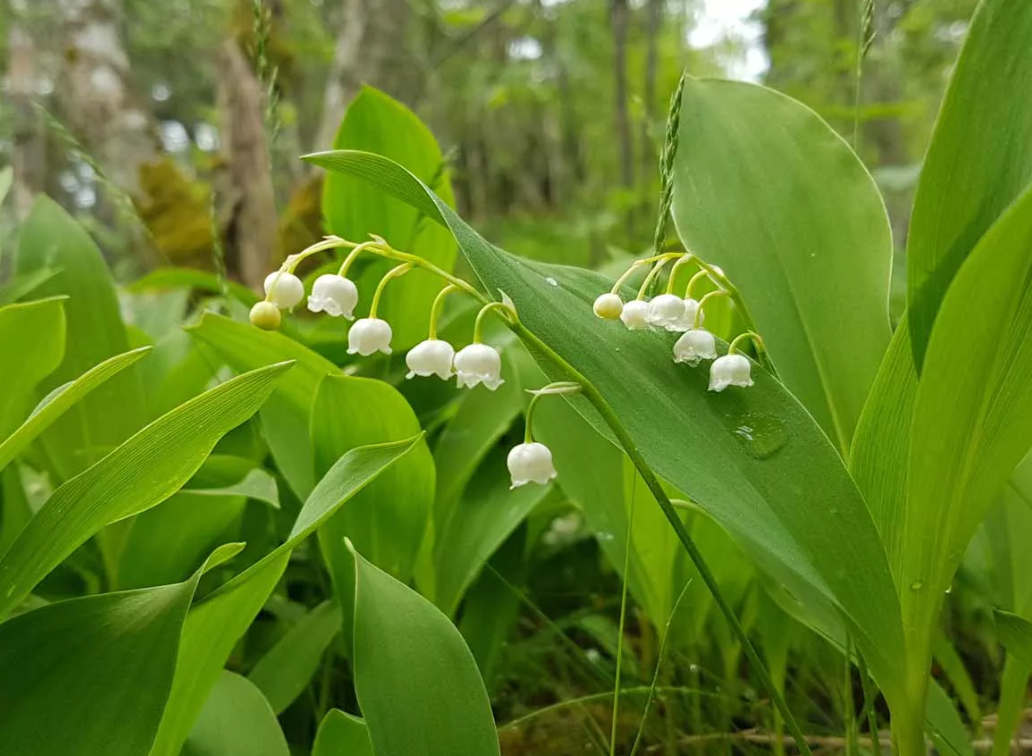 Цветы ландыши. Ландыш Кейске Convallaria keiskei. Ландыш Майский растение. Ландыш Майский (лат. Convallária Majális). Ландыш Дальневосточный.