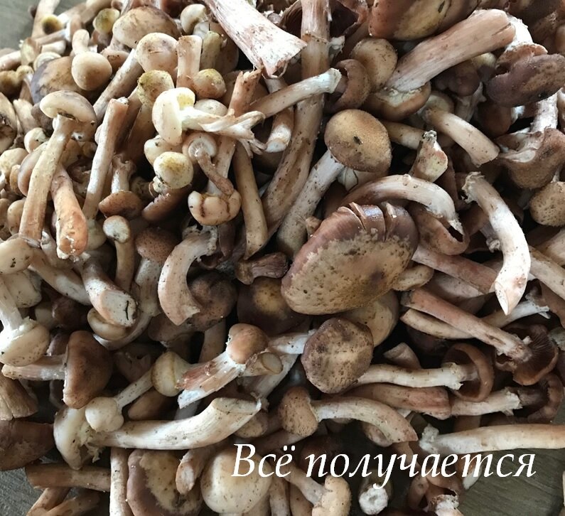 В прошлый раз мы целую ванну опят набрали