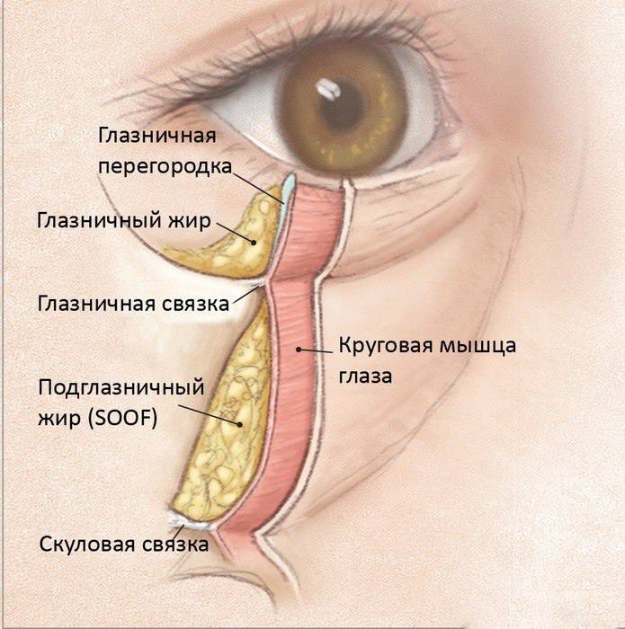 Связки лица схема