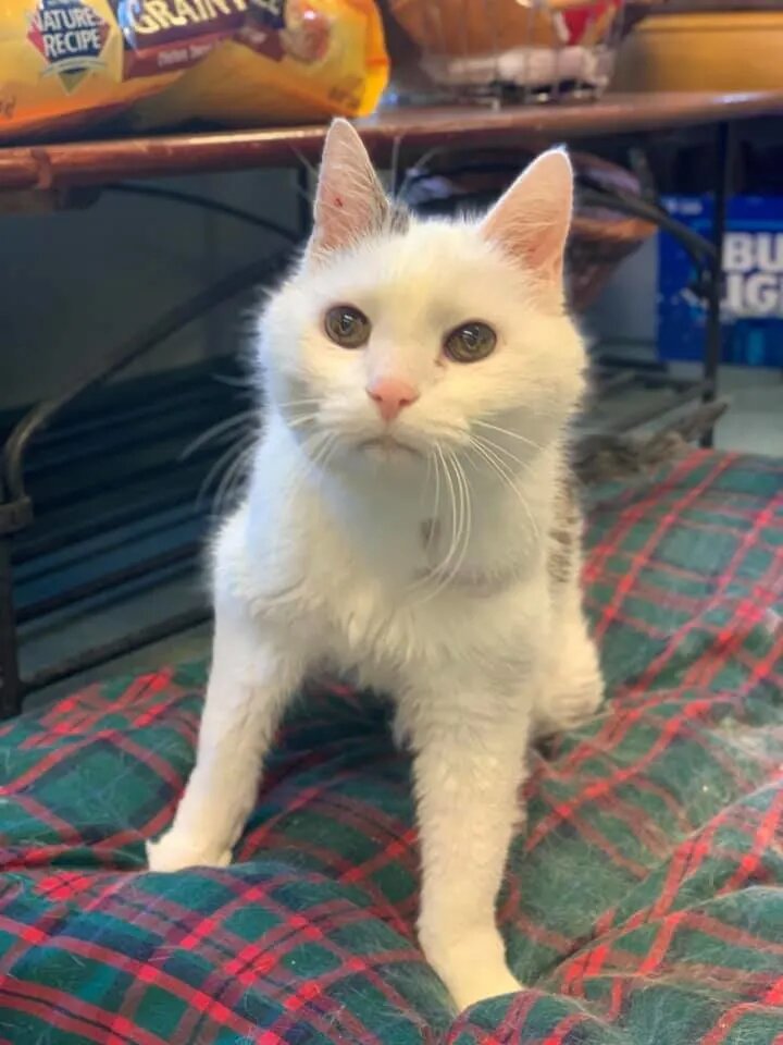 Кот Гас. Источник фото: https://nationalkitty.com/101-year-old-woman-adopts-oldest-shelter-cat/