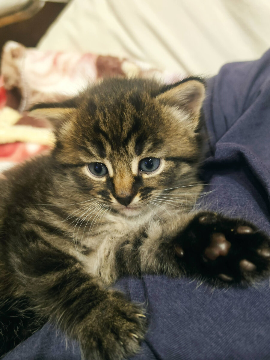 Вениамину около месяца