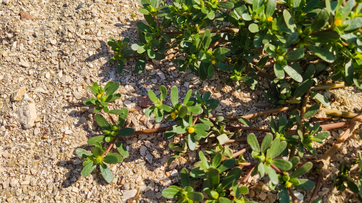 Портулак огородный