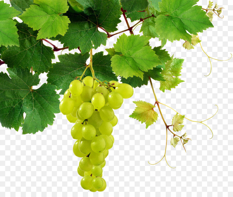 Свисающая гроздь винограда