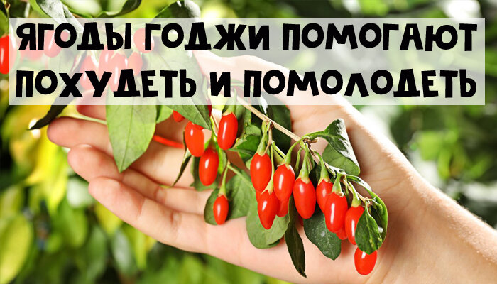 Calorizator.ru
