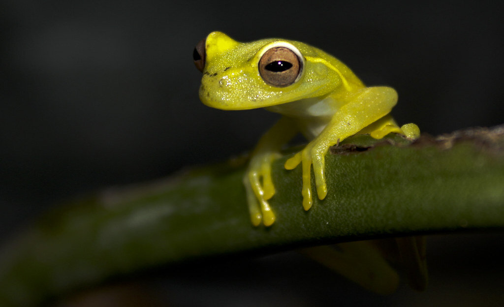 Исчезновение лягушачьих детей. Hyloscirtus. Hyloscirtus tigrinus. Hyloscirtus Jahni. Hyloscirtus Estevesi.