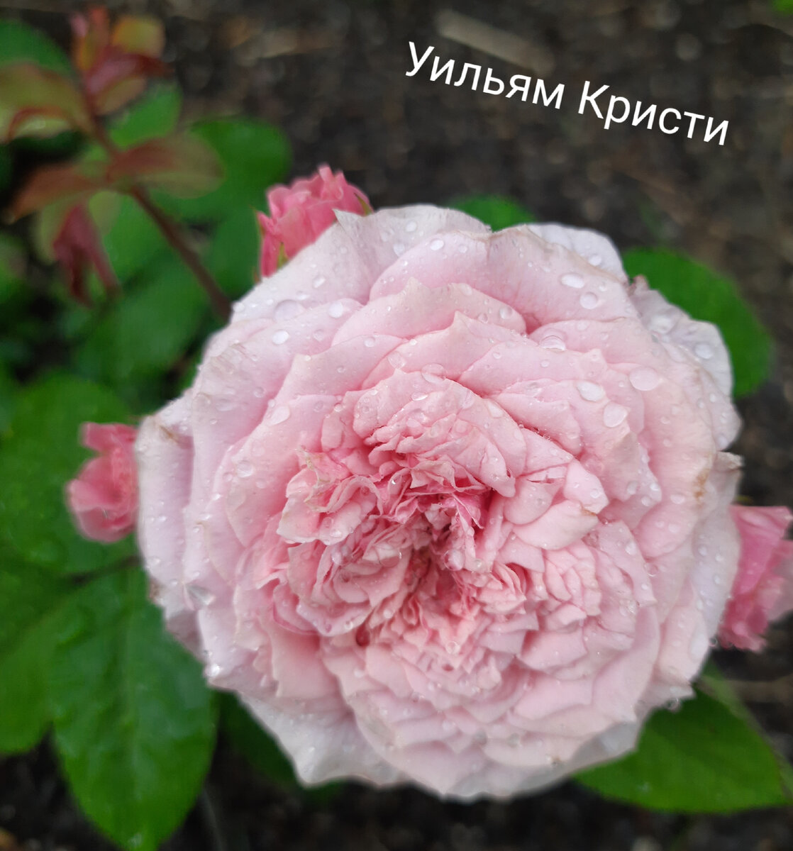 Уильям Кристи - относится к шрабам, назван в честь знаменитого композитора  Уильяма Кристи. Цветок очень интересной формы, в полном роспуке похож на георгин.