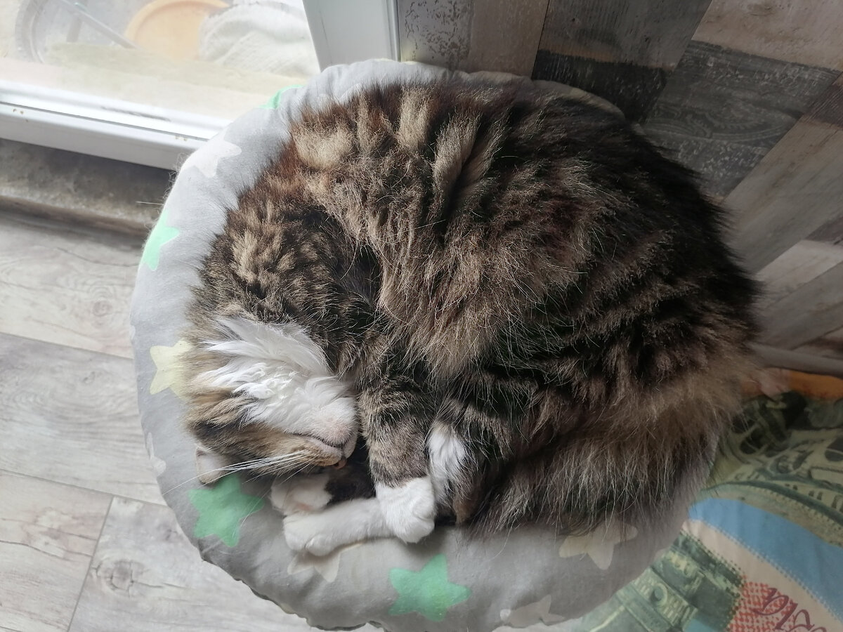 Буся свернулась "калачиком " на табурете.