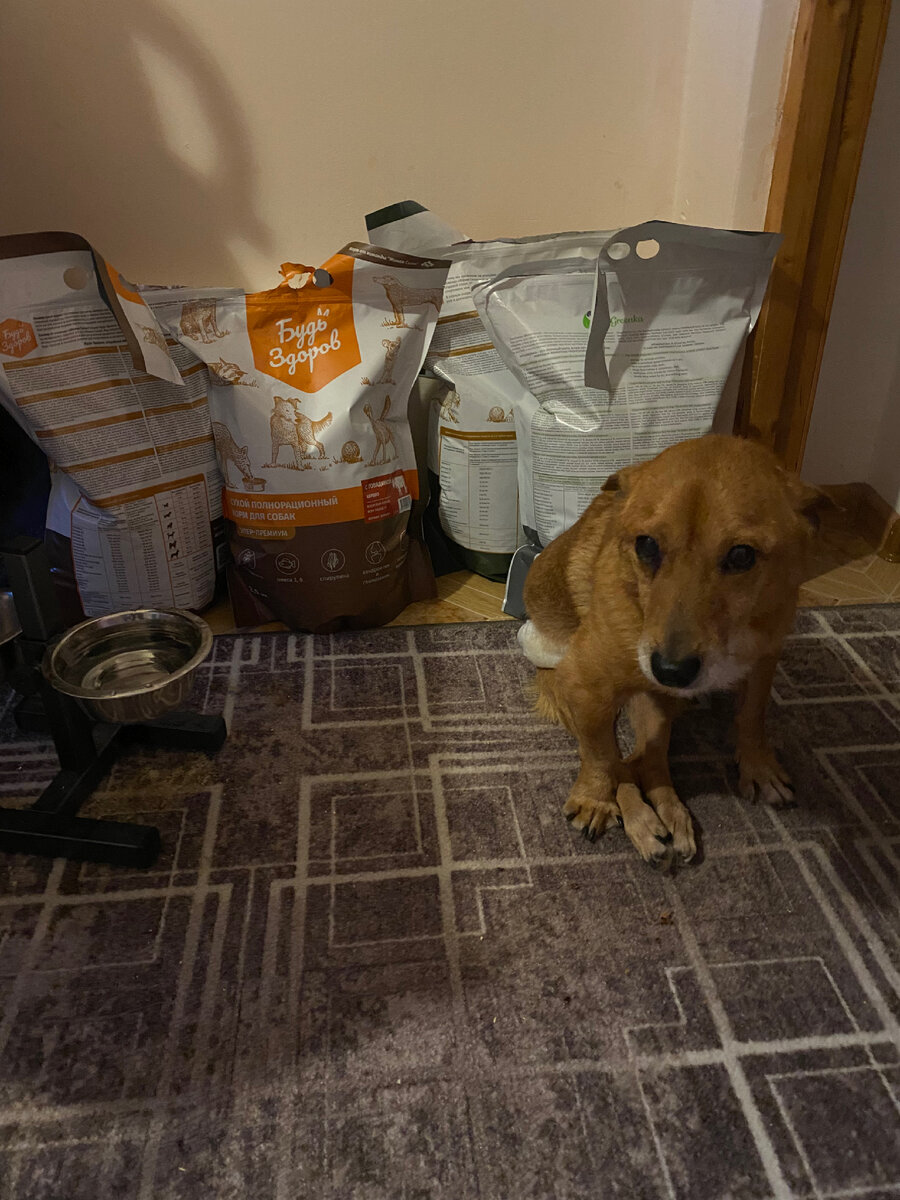 Патрик и наши запасы корма