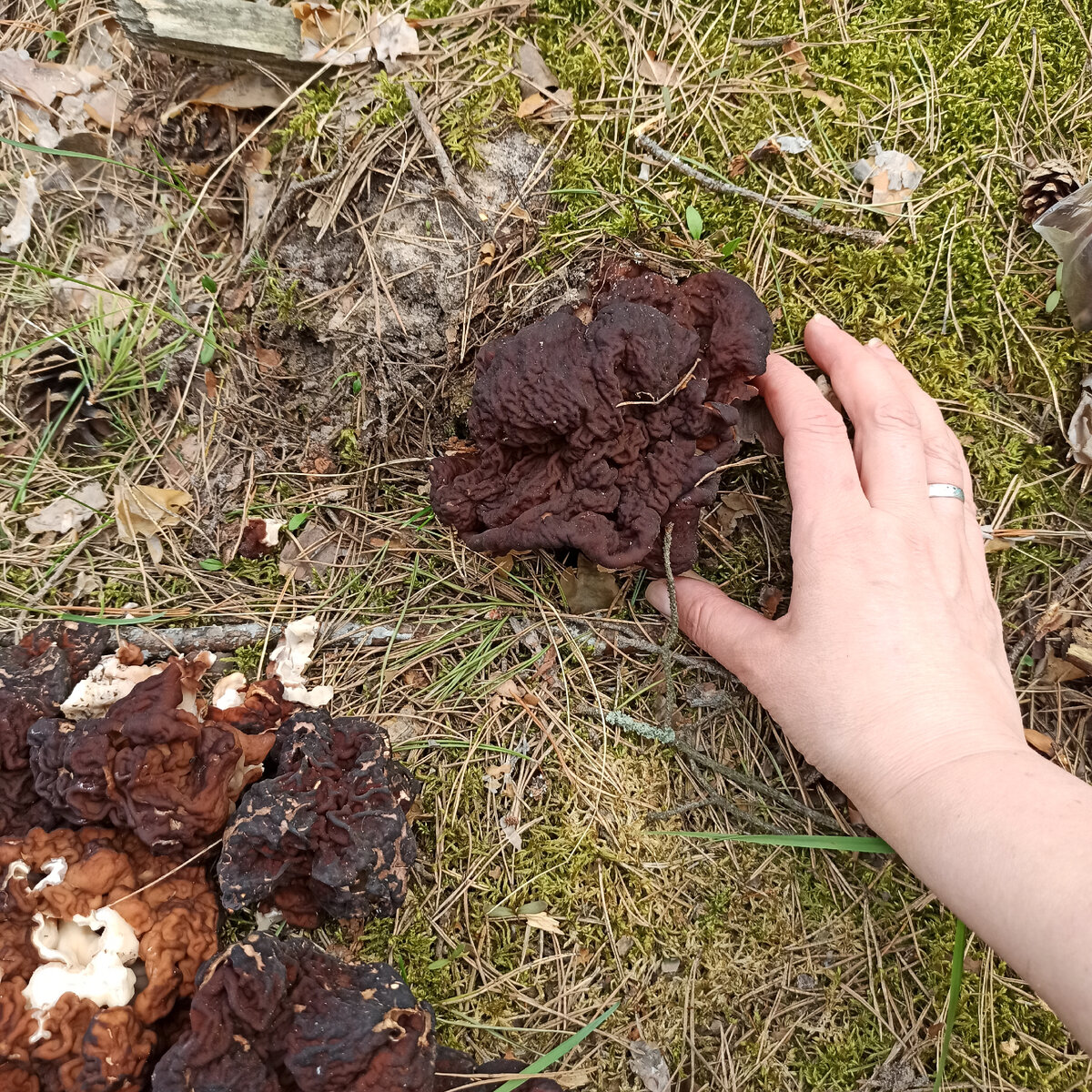 Вот этот был самый большой!