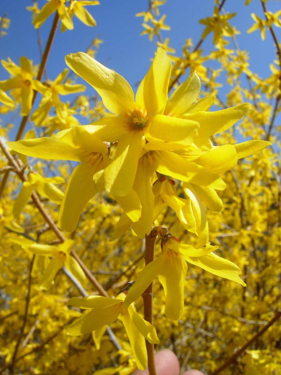 Цветочки😌