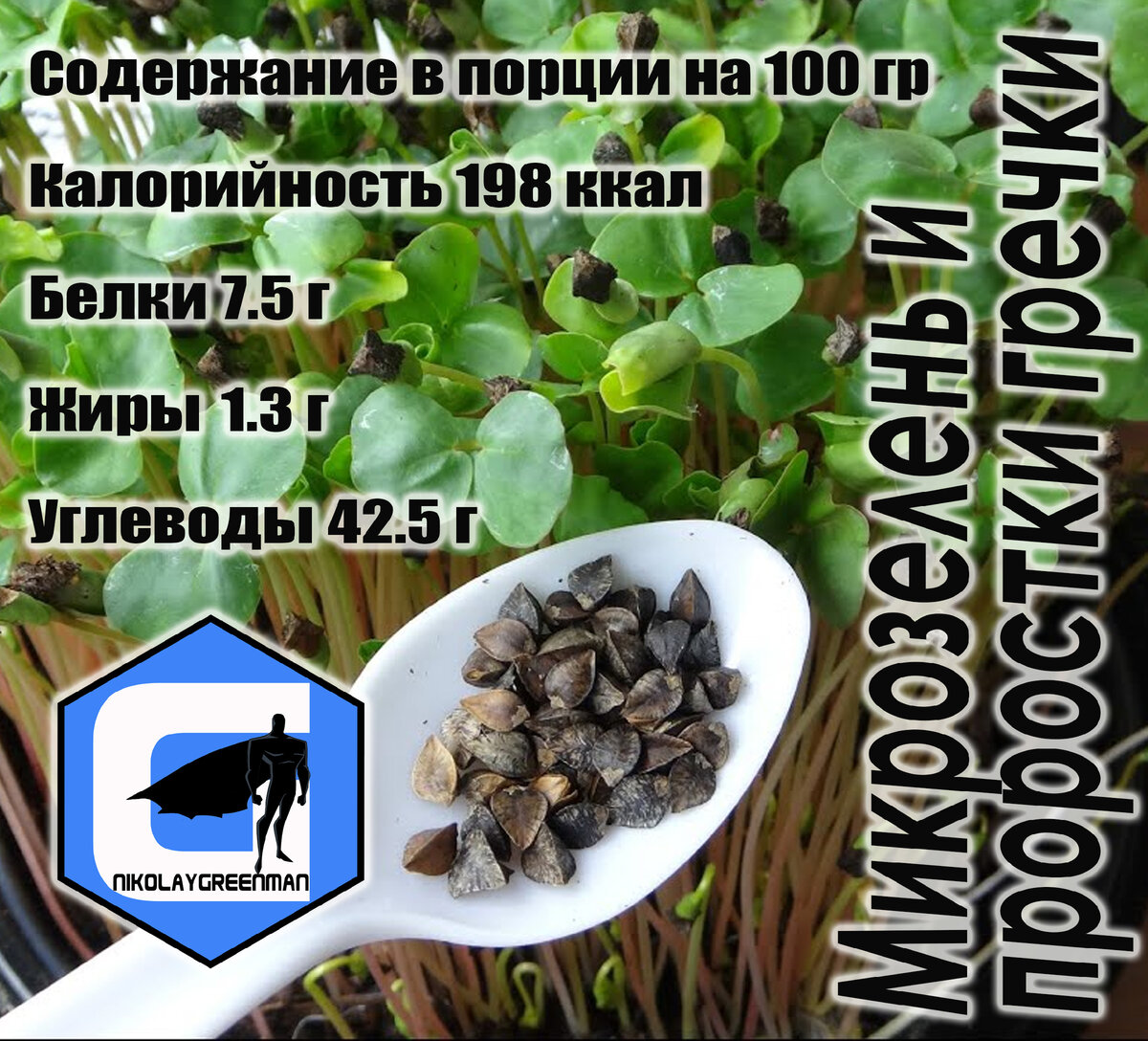 Микрозелень и проростки Гречки. | Николай GreenMan | Дзен