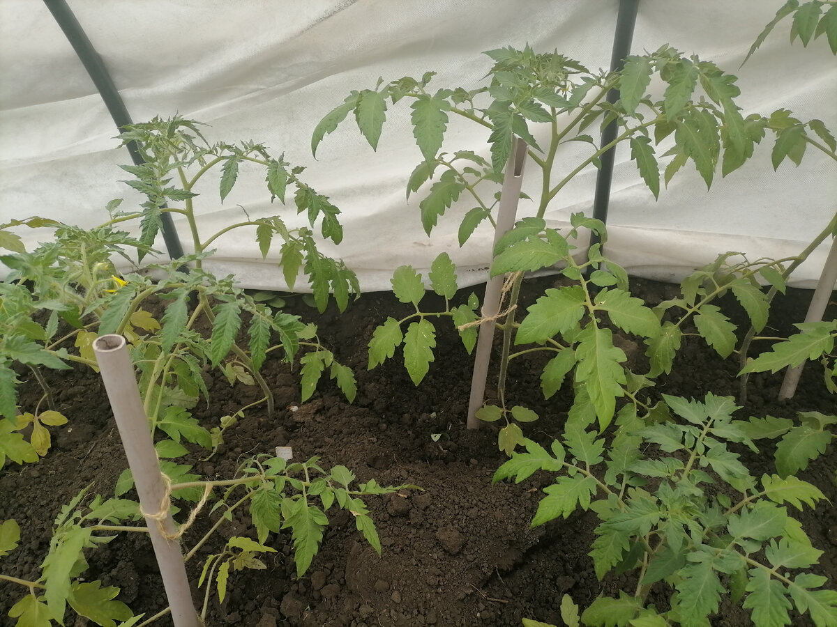 Первая подкормка рассады томатов в теплице. Подставка для помидоров в теплице. Заросли помидоры в теплице. Высадка томатов в открытый грунт в мае 2024.