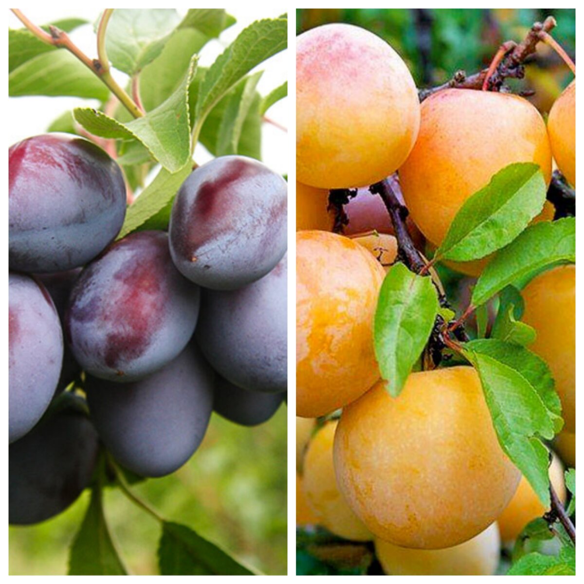 Такую сливу выращиваем на даче.