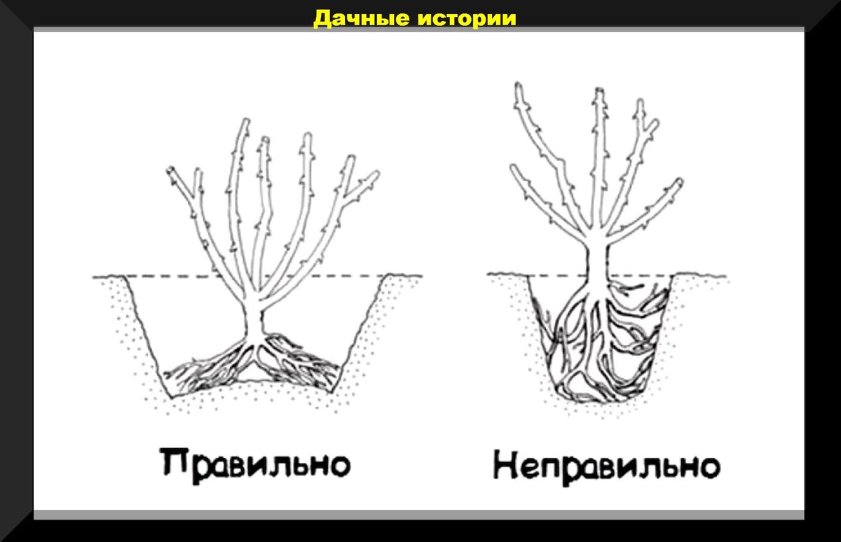 Схема посадки розы в грунт