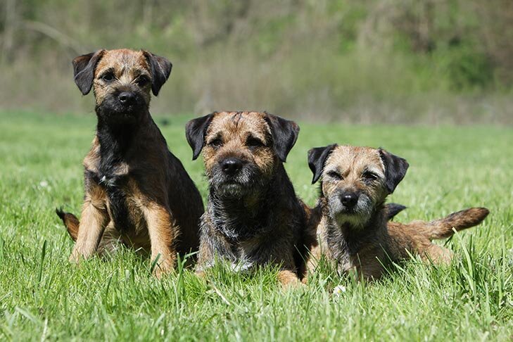 Собаки-выдры (Фото: https://www.akc.org/dog-breeds/border-terrier/)