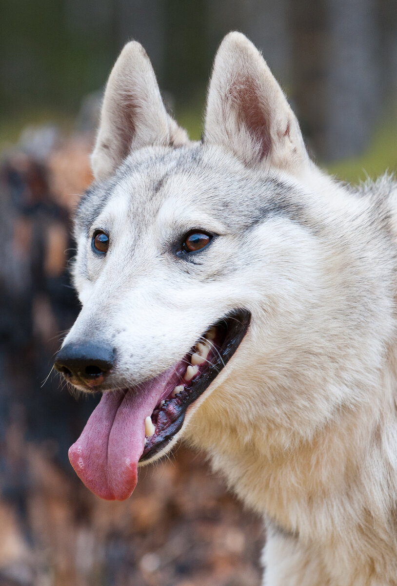 Собака-волк, которую я снял в Горном Алтае красивая, но злюка |  Фотопутешествия | Дзен