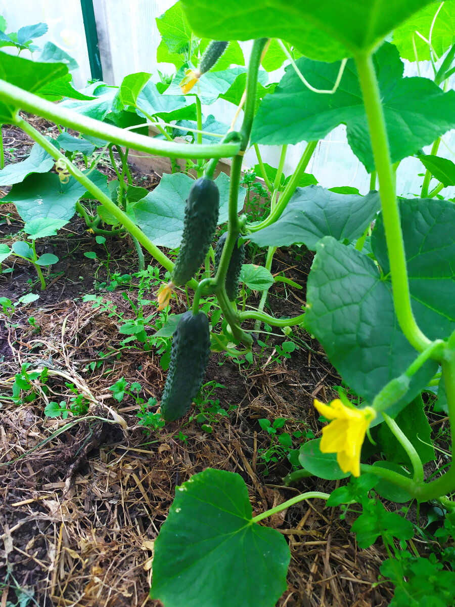 Формирование огурца (листайте)