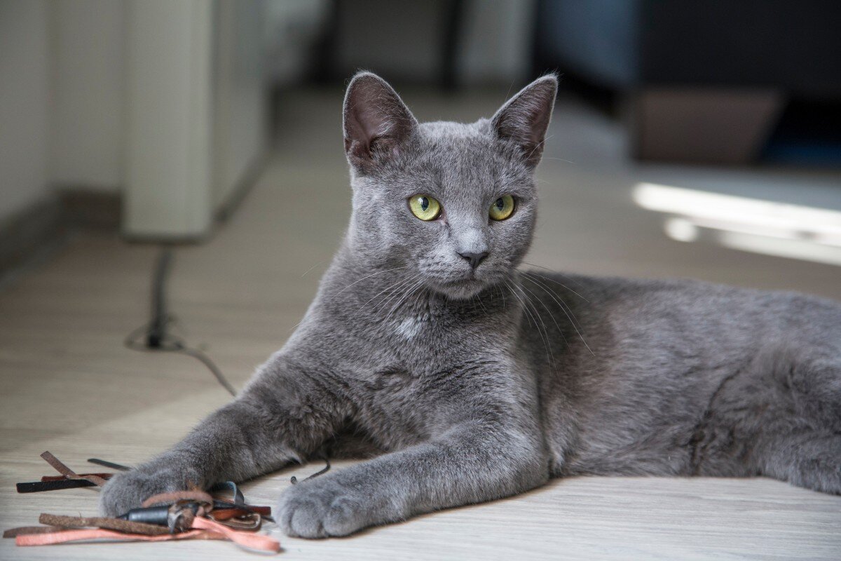 Корат.
