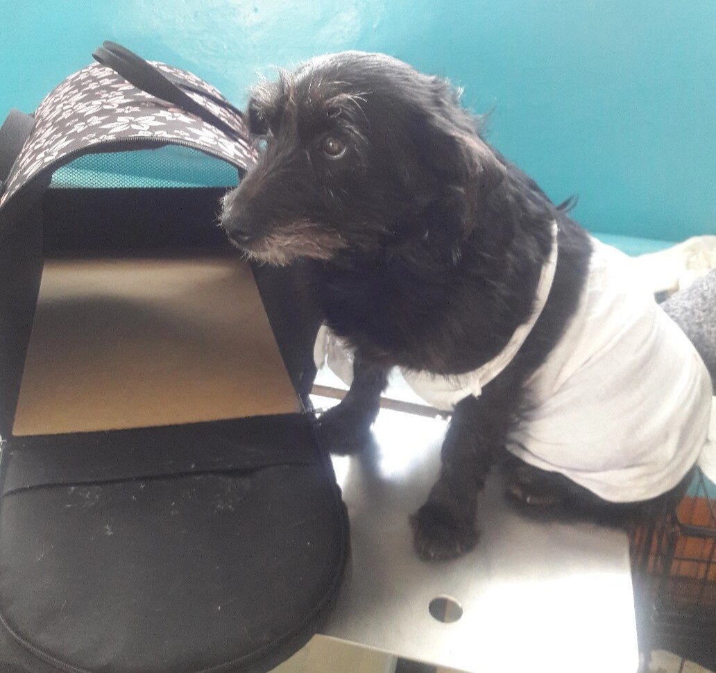 В  ветеринарной  клинике