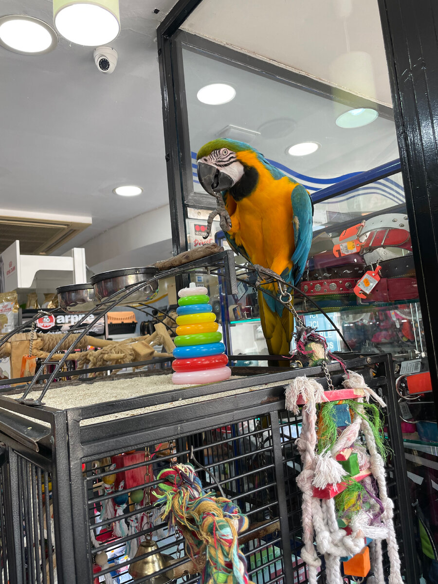 Попугай ага. Магазин Mascotas Benidorm