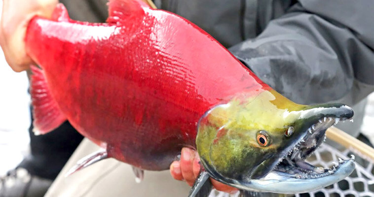 Фото:opolzeivrede.ru 