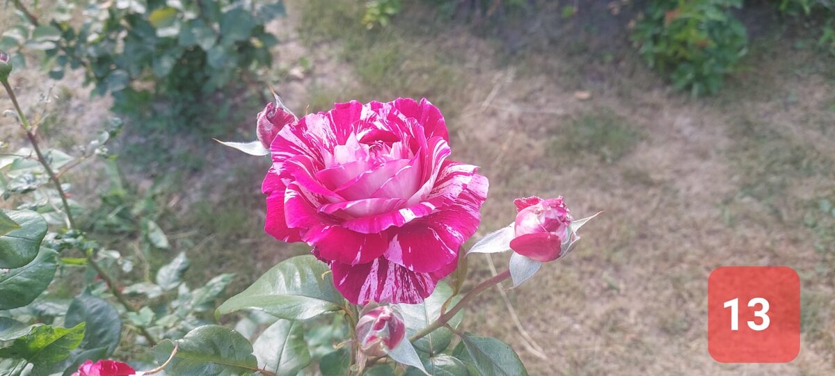 Чайно-гибридная "Хулио Иглесиас"