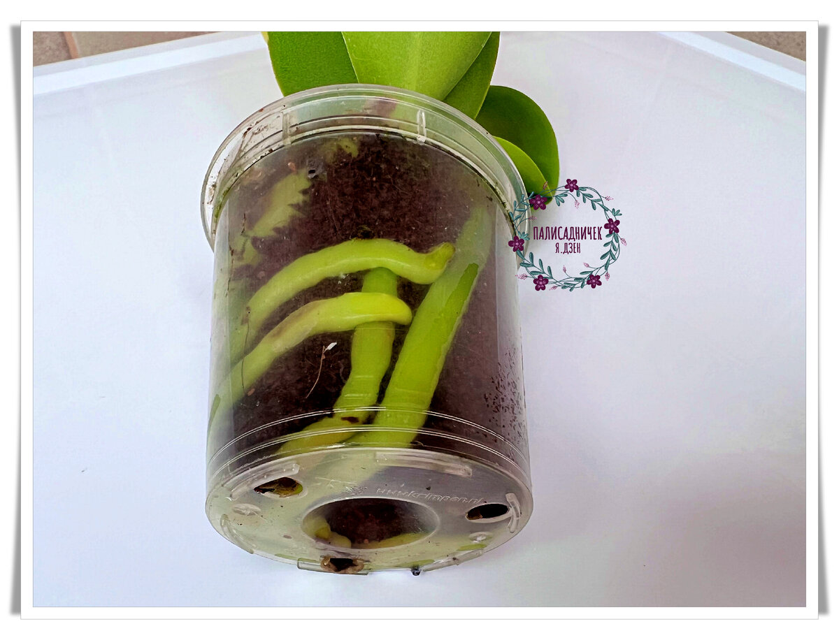 Если вот это — не идеальные корни, то идеальных я отродясь не видела. Короче, это точно идеальные. Я покажу вам без стаканчика, если листнёте дальше. ⏩⏩