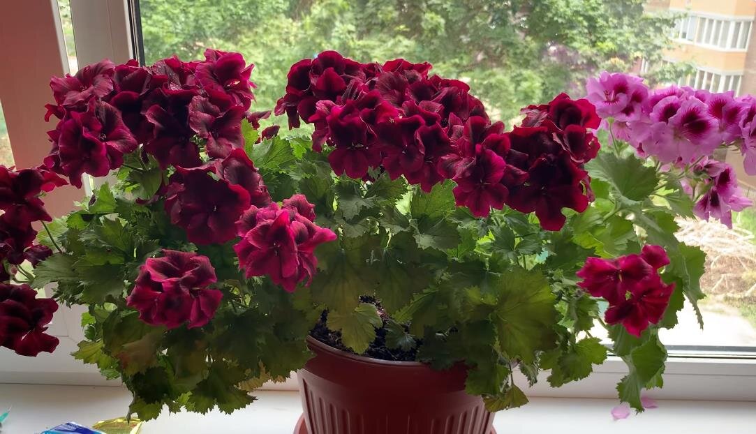Королевская пеларгония.