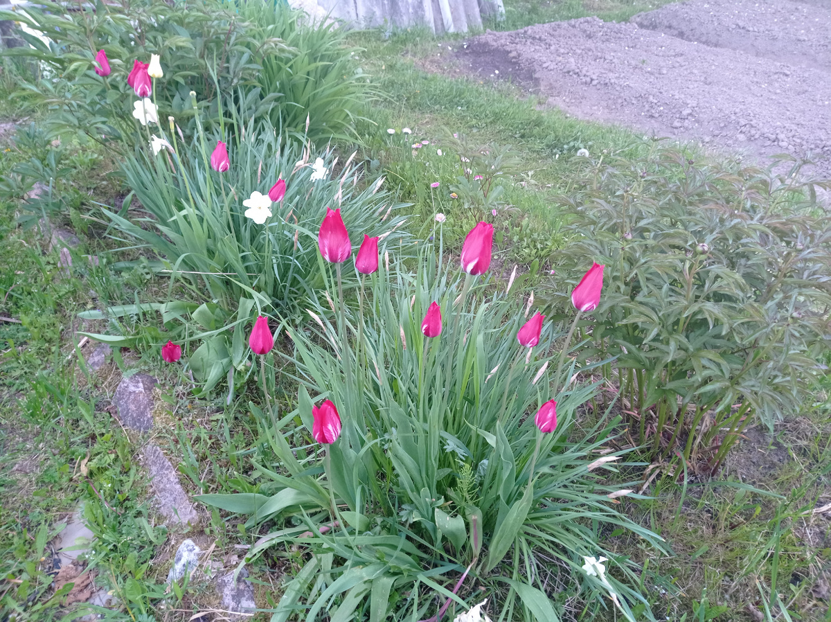 На клумбе с пионами растут поздние тюльпаны и нарциссы - их выкопать еще не успела