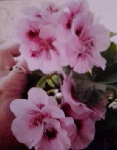  Ирина Пашенцева