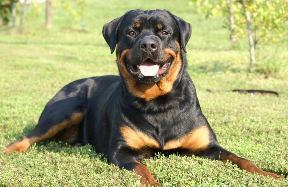 Фото из интернета