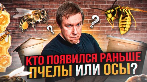 Кто появился раньше: пчелы или осы? Удивительные факты о насекомых с юмором