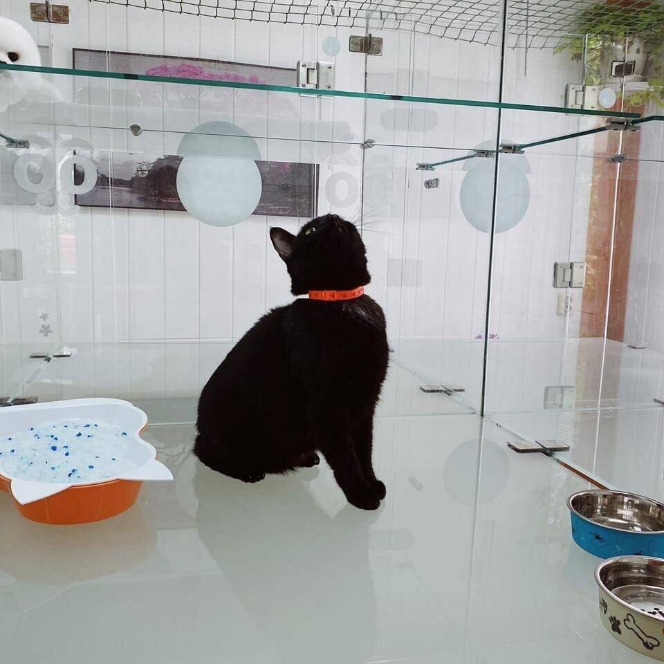 Фото из зоогостиниц BookingCat (Подмосковье) и CatsRoom (Москва), вариант кошачьего «номера» «Комфорт» площадью 1 кв. м. в зоогостинице «Ушастик» (Подмосковье) (фото взяты с сайтов зоогостиниц)