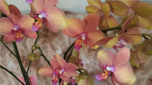 Яркая хотелочка. Орхидея Phalaenopsis сорт Afra. Описание, характеристика.