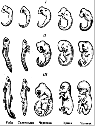 Фото с сайта https://ru.wikipedia.org/wiki/%D0%97%D0%B0%D0%BA%D0%BE%D0%BD_%D0%B7%D0%B0%D1%80%D0%BE%D0%B4%D1%8B%D1%88%D0%B5%D0%B2%D0%BE%D0%B3%D0%BE_%D1%81%D1%85%D0%BE%D0%B4%D1%81%D1%82%D0%B2%D0%B0