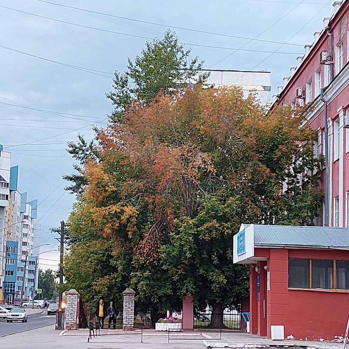 Осень, прохладно, мысли роем и ... Захар Прилепин | Дом, сад, телескоп,  Алтай | Дзен