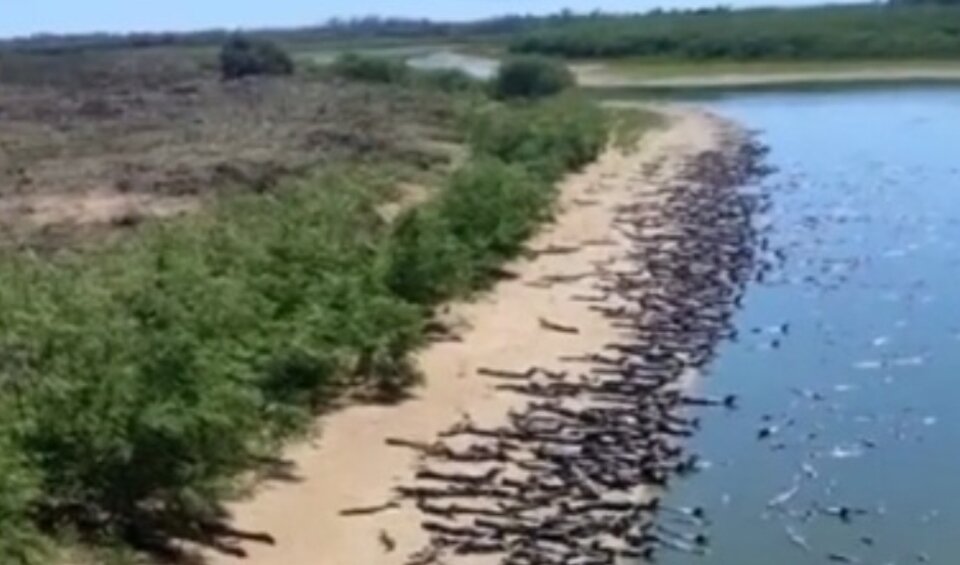 Нашествие зомби крокодилов в Бразилии. Местные говорят, что такого никогда раньше не видели