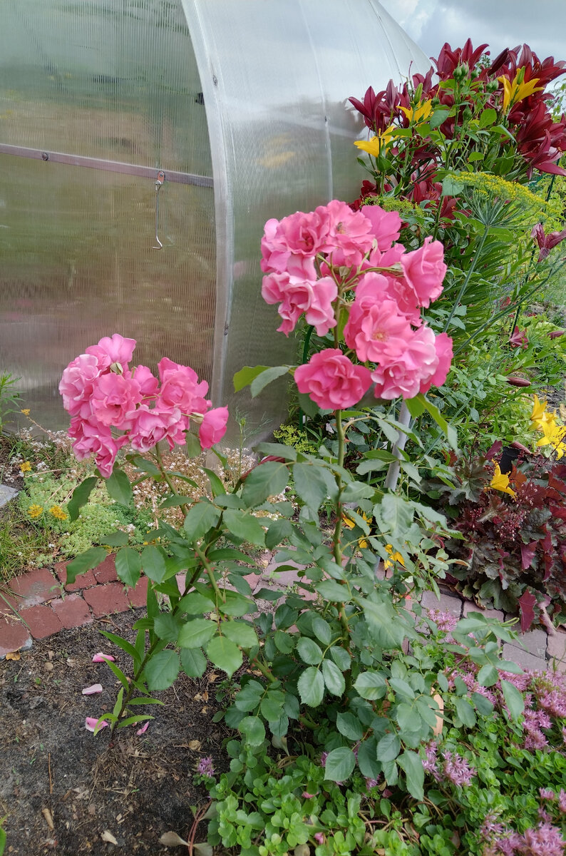 Розовая "бабочка"