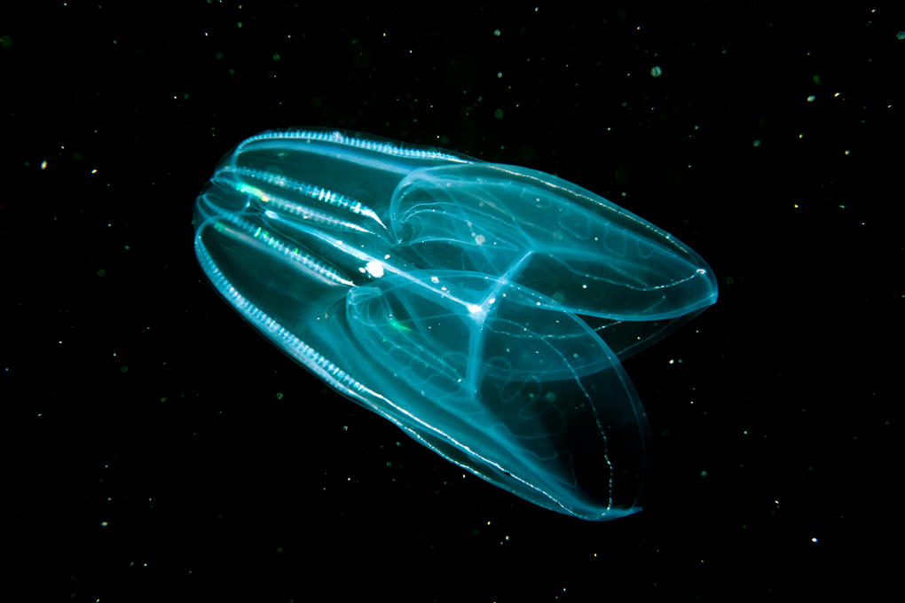 Гребневик © Aleksei Kondratuk / Shutterstock