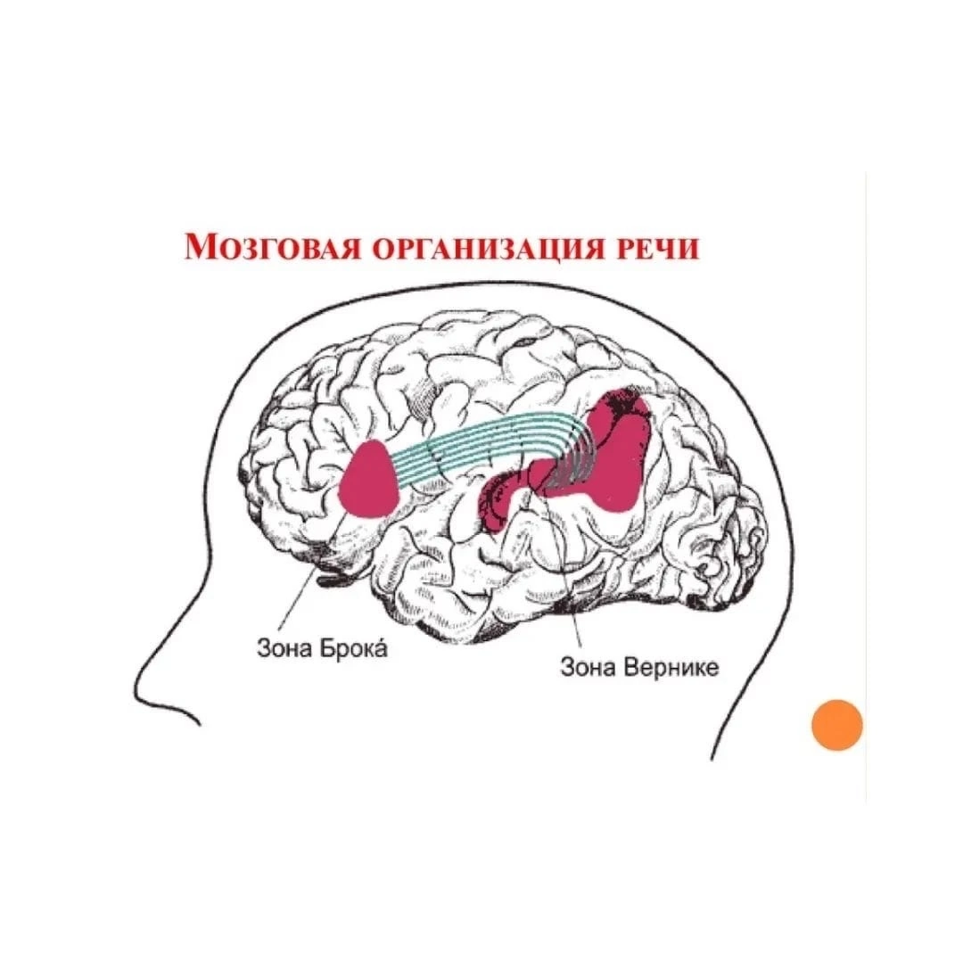 Восприятие структуры мозга. Зона Брока и зона Вернике. Центры Брока и Вернике в головном мозге. Речевые центры Брока и Вернике. Центры Брока, поля Вернике.