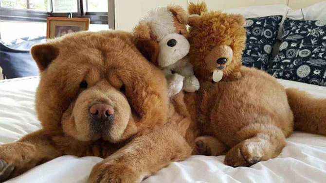 Источник фото-сайт: https://www.kultursanatokulu.com/xrp.asp?productid=164568454&categoryid=103