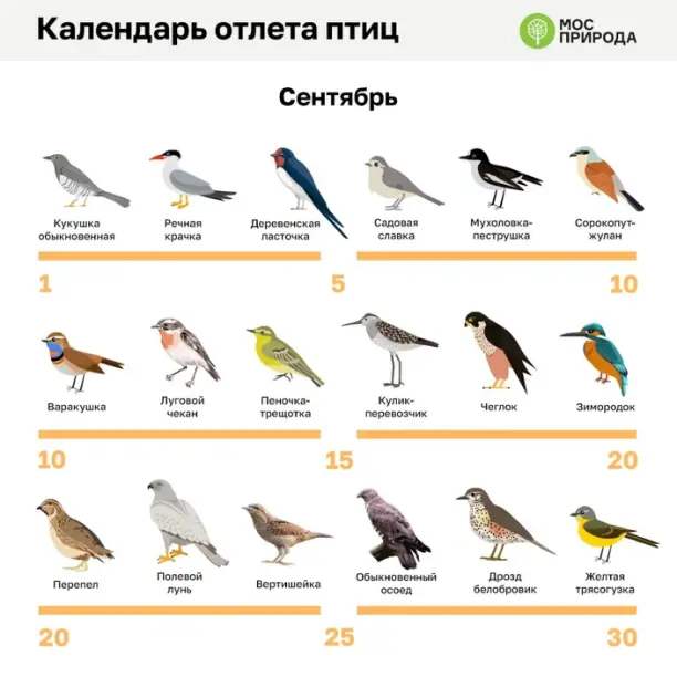 Искать среди 98793 раскрасок, уроков рисования и силуэтов