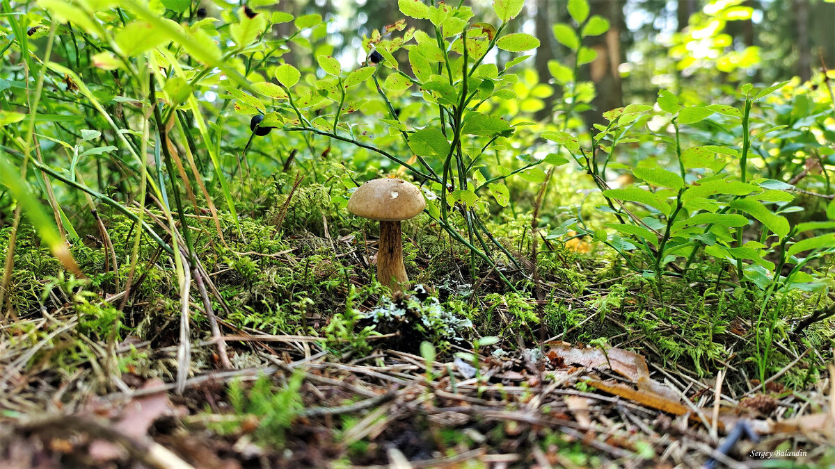   Сезон массового сбора грибов начинается обычно в июле. В середине лета можно рассчитывать на боровики, подосиновики, подберезовики, маслята и лисички.